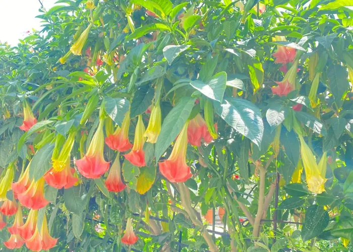 Appartamento Seaside *