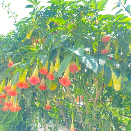 Appartement Seaside *